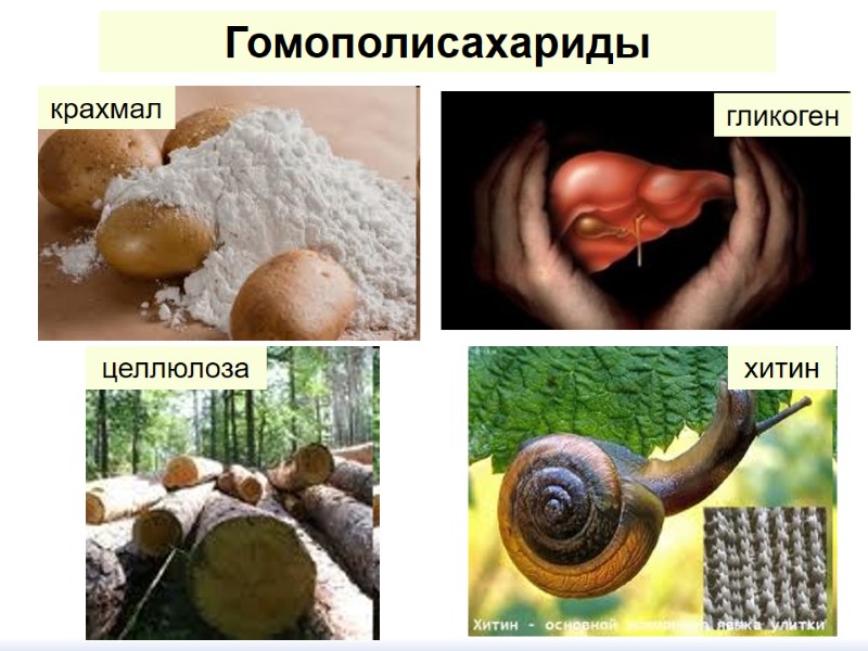 Гомополисахариды крахмал гликоген целлюлоза хитин